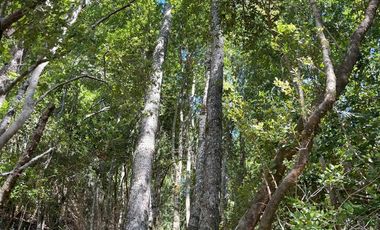 INCREÍBLE TERRENO EN LAGUNA PINEDA CONCEPCION