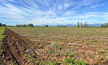 Gran campo cercano a Linares