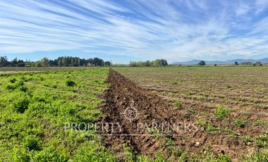 Gran campo cercano a Linares