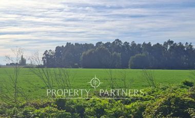 Gran campo cercano a Linares