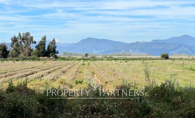 Gran campo cercano a Linares
