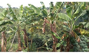 Finca de 13 cuadras en cafe platano y aguacate