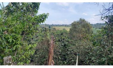 Finca de 13 cuadras en cafe platano y aguacate