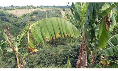Finca de 13 cuadras en cafe platano y aguacate
