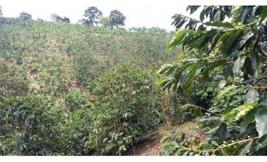 Finca de 13 cuadras en cafe platano y aguacate