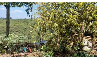Finca de 13 cuadras en cafe platano y aguacate