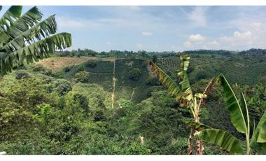 Finca de 13 cuadras en cafe platano y aguacate