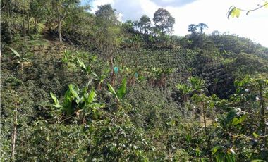 Finca de 13 cuadras en cafe platano y aguacate