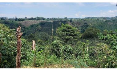 Finca de 13 cuadras en cafe platano y aguacate