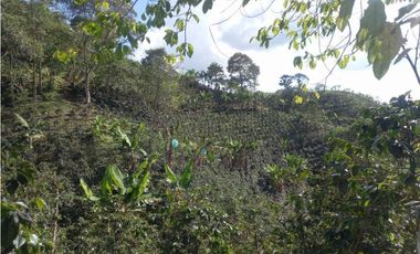 Finca de 13 cuadras en cafe platano y aguacate