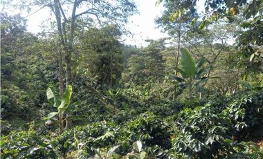Finca de 13 cuadras en cafe platano y aguacate