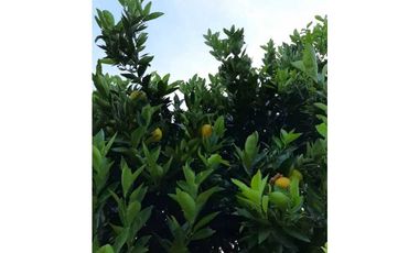 Finca productiva para la venta en San Isidro Valle 13 cuadras