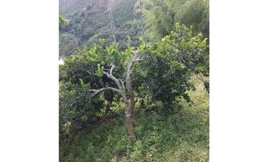 Finca productiva para la venta en San Isidro Valle 13 cuadras