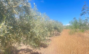 Parcela en venta en LOS ANDES