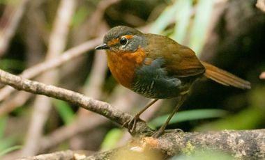 Parcela en venta en QUELLÓN