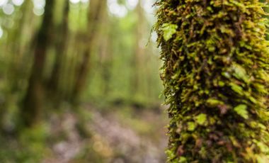 Parcela en venta en QUELLÓN