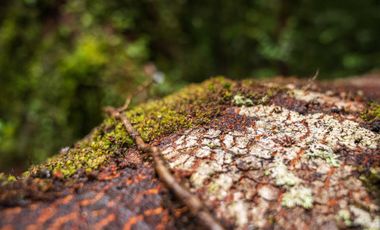 Parcela en venta en QUELLÓN