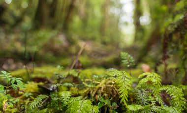 Parcela en venta en QUELLÓN