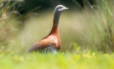 Parcela en venta en QUELLÓN