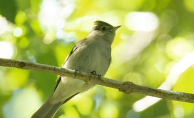 Parcela en venta en QUELLÓN