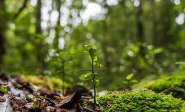 Parcela en venta en QUELLÓN