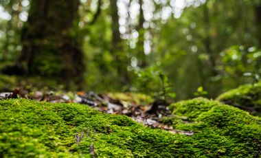 Parcela en venta en QUELLÓN