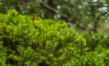 Parcela en venta en QUELLÓN