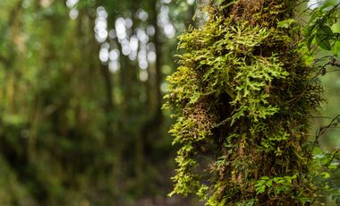Parcela en venta en QUELLÓN