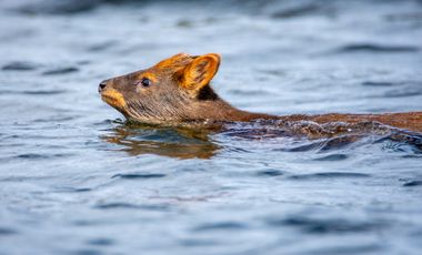 Parcela en venta en QUELLÓN