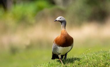 Parcela en venta en QUELLÓN