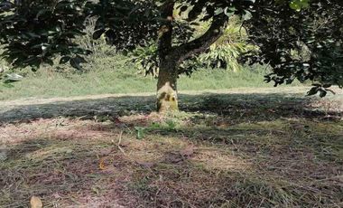 LOTE EN VENTA EN COMBIA/PEREIRA