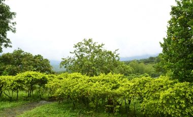 SIEB 207 Finca en venta, La Mesa.