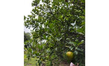 SIEB 207 Finca en venta, La Mesa.