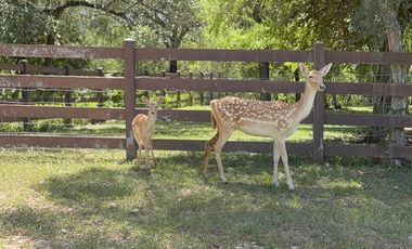 Quinta Campestre Milencinos Montemorelos