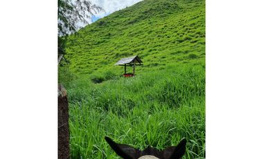 SE VENDE O PERMUTA  FINCA GANADERA EN CARACOLI - ANTIOQUIA