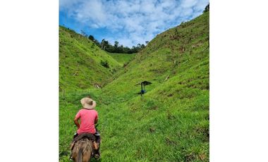 SE VENDE O PERMUTA  FINCA GANADERA EN CARACOLI - ANTIOQUIA