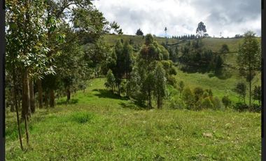 Finca en venta en guarne vereda la Enea 42.500m2 LDC