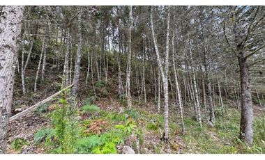 Finca en venta en guarne vereda la Enea 42.500m2 LDC