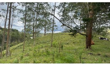 Finca en venta en guarne vereda la Enea 42.500m2 LDC