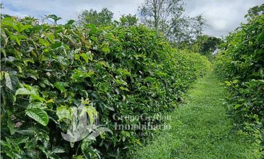 SE VENDE FINCA, 12.834.12 M2, $70.000, Bongo abajo cerca de la escuela