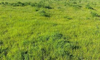 Parcela en Venta en Loteo Haras de Huilquilemu