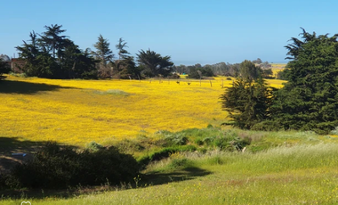 Sitio en Venta en Camino Viejo a Punta de Lobos