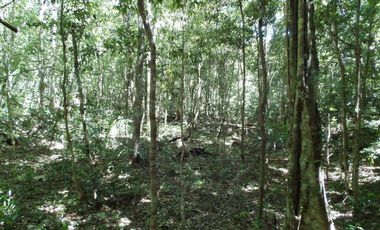 Terreno en Venta en Tulum – Zona Muyil