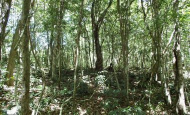 Terreno en Venta en Tulum – Zona Muyil