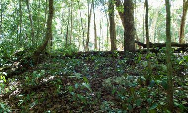 Terreno en Venta en Tulum – Zona Muyil