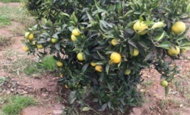 Casa en Arriendo en quilacan lilometro 15 ruta 41