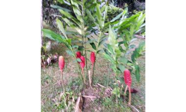 ACSI 1280. Finca en Venta en La Vega