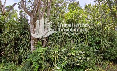 Finca en venta Palmira, Boquete #6 Hermosa vista