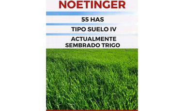 🌾 VENTA DE CAMPO – NOETINGER (Córdoba) Ubicación: Zona rural de Noe