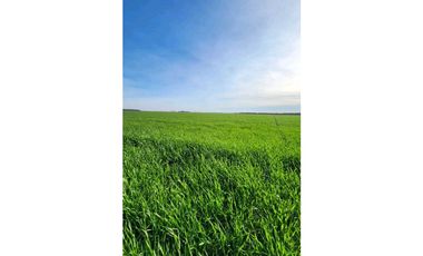 🌾 VENTA DE CAMPO – NOETINGER (Córdoba) Ubicación: Zona rural de Noe